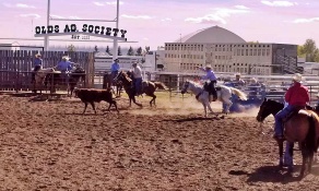 Summer Team Roping returns to Olds Regional Exhibition!